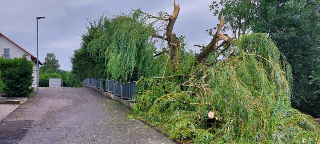 Der Elsterweg nach der Beseitigung des umgestürzten Baumes.